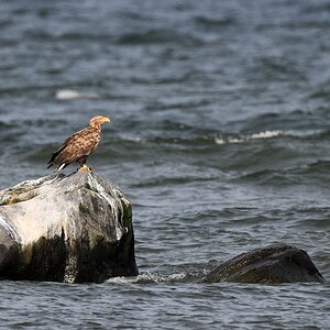 s928 bSpithami Seeadler 2540