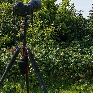 comp 20170823 DSC 6206