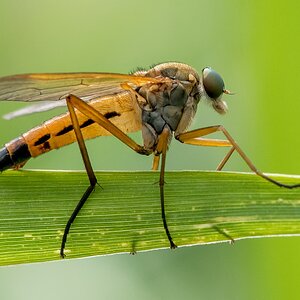D50 2874 _Raubfliege? I 6 2017