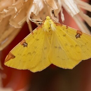 D50 2595 unbekannte Motte IA 6 2017