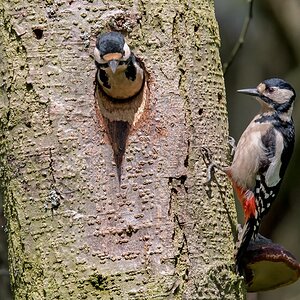 D50 9583 Wachablösung bei Familie Specht IA 4 2017