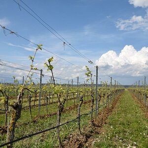Sommerach - Hallburg - 2