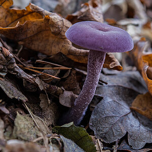 Amethystblauer Lacktrichterling