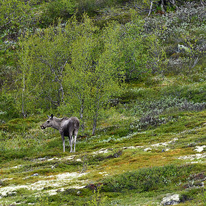 20170621 084509 norwegen nff