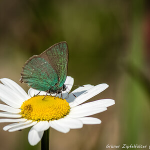Grüne Zipfelfalter (Callophrys rubi) (1 von 1)