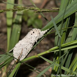 Weißer Gabelschwanz oder Hermelinspinner (Cerura erminea) (1 von 1)
