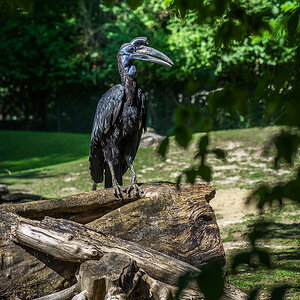 Nashornvogel