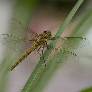 libelle 01