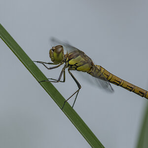 libelle 02