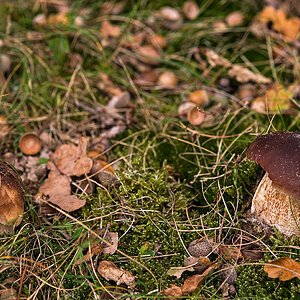 Steinpilz 2