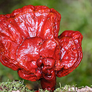 Pilze (4 von 3)