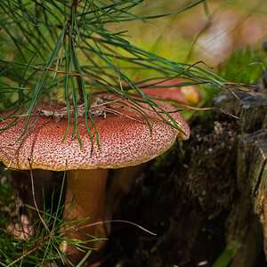 Rötlicher Holzritterling