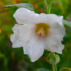 DSC 2020