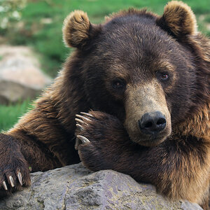 Bär