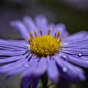 aster blau 2017