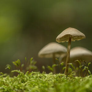 pilze10