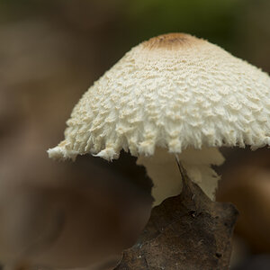 pilze11