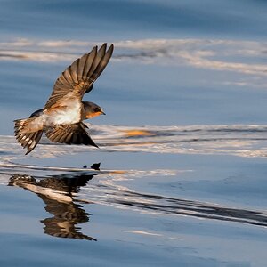 D50 6054 Rauchschwalbe über abendlichem Wasser IA 8 2017