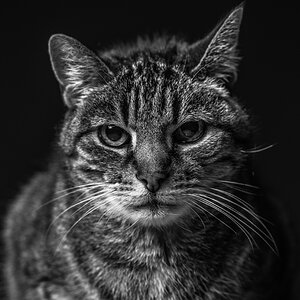 Felix