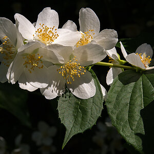 Jasmin