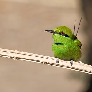 Smaragspint (Little green bee-eater)
in Delgo nähe Fähranleger

s737 Delgo Little Green Bee Eater 5206