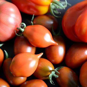 Tomaten 2017
