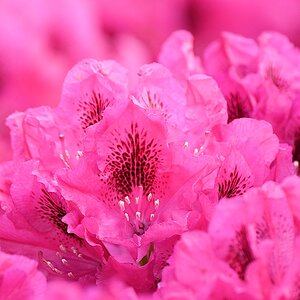 s170518 Bremen Rhododendron 4836