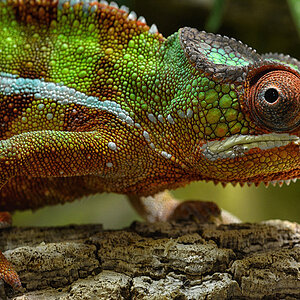 chameleon 2017