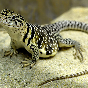 Halsbandleguan