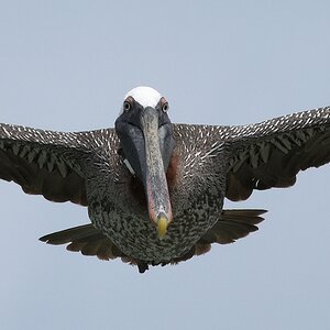 s1956 Isabela Braunpelikan (Brown Pelican) 5564a