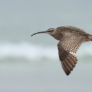 s1914 Isabela Regenbrachvogel (Whimbrel) 5319