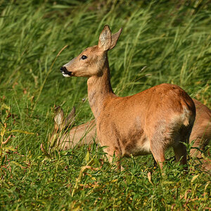 2rehe3nf