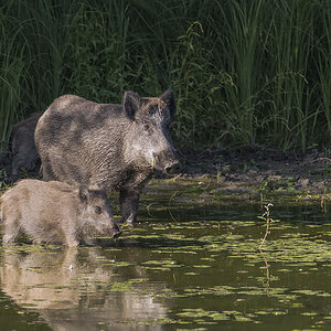 wildschwein 01