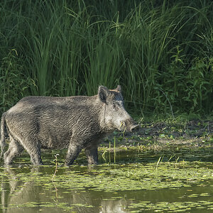 wildschwein 03