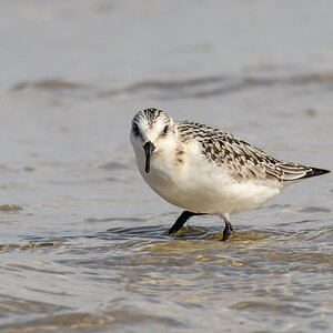 Sanderling 6268