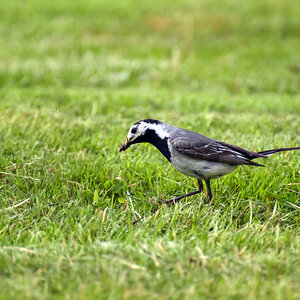 Vogel 3
