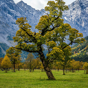 Bergahorn