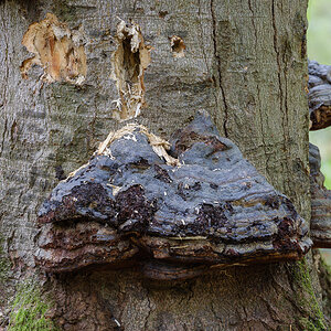 Pilze (1 von 2)