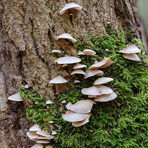 Pilze (2 von 2)
