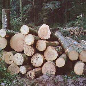 Baumstumpf