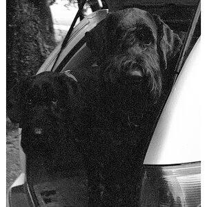 compSchnauzer