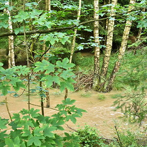 Waldwasser