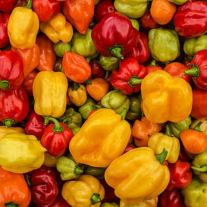 Habaneros
