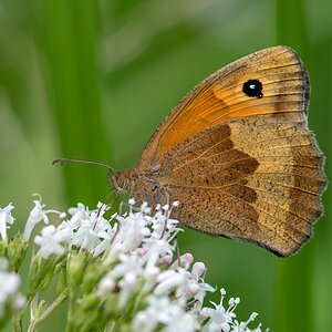 D50 3348 Großes Ochsenauge Weibchen IA 7 2017