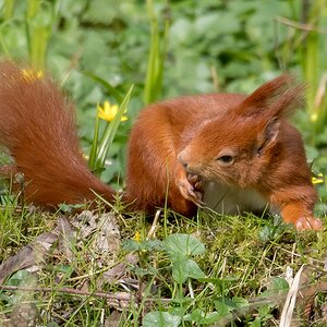 D50 8943 Hörnchen beim PutzenIA 3 2017