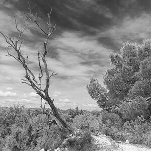 Toter Baum in Sigean