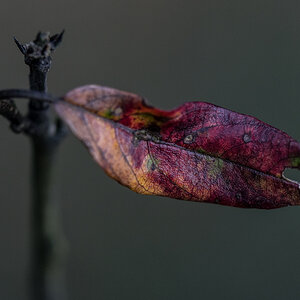 Herbstfarben