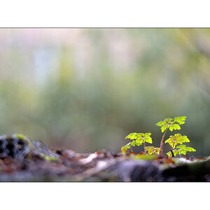 HerbstPZ1 4068