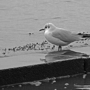 DSC0064KASWxl