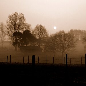 DSD 0096 sepia 1